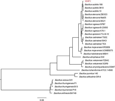 Isolation of a novel Bacillus subtilis HF1 strain that is rich in lipopeptide homologs and has strong effects on the resistance of plant fungi and growth improvement of broilers